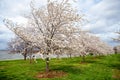 Cherry Blossoms on Field by River Royalty Free Stock Photo