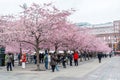 Cherry blossoms flower in the Kungstradgarden, a park in central Stockholm, Sweden. It is colloquially known as Kungsan