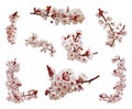 Cherry blossoms flowers in blooming on branch isolated on white background. Cutout aka cut out or cutout of Japanese Sakura Royalty Free Stock Photo