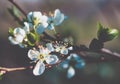 Cherry blossoms in the forest, green, bloom