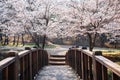 Cherry blossoms forest at Huirisan Natural Recreation Forest in Seocheon, Korea Royalty Free Stock Photo