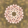 Cherry blossoms forming a kaleidoscope.