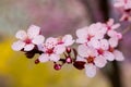 Cherry blossoms with forsythia