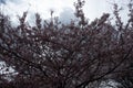 Cherry Blossoms at Fort McHenry in Baltimore Maryland