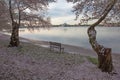 Cherry blossoms frame the Jefferson Memorial Royalty Free Stock Photo