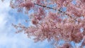 Cherry Blossoms in full bloom against a cloudy blue sky