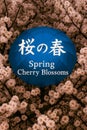 Spring Cherry Blossoms Royalty Free Stock Photo