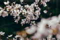 Cherry blossoms in full bloom with beautiful white petals against dark green background. Royalty Free Stock Photo