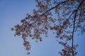 Cherry blossoms in full bloom and blue sky (Kogaya Park)