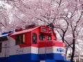 Cherry blossoms in full bloom at Gyeonghwa railway station, Jinhae, South Korea