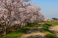 Cherry blossoms in full bloom line dirt road in countryside Royalty Free Stock Photo