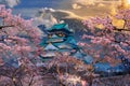 The cherry blossoms are in full bloom with Osaka Castle and Mount Fuji in the background Royalty Free Stock Photo
