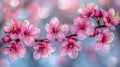 Cherry Blossoms in Full Bloom with Soft Bokeh Background Royalty Free Stock Photo