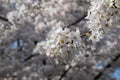 Cherry Blossoms Full In Bloom During Spring At Amsterdam The Netherlands 25-3-2022 Royalty Free Stock Photo