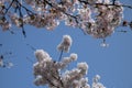 Cherry Blossoms Full In Bloom During Spring At Amsterdam The Netherlands 25-3-2022 Royalty Free Stock Photo