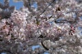 Cherry Blossoms Full In Bloom During Spring At Amsterdam The Netherlands 25-3-2022 Royalty Free Stock Photo