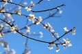 Cherry blossoms in full bloom Spring isolated sakura on deep blue sky Royalty Free Stock Photo