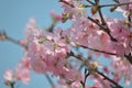 Cherry blossoms in full bloom, under a clean magnificent blue sk Royalty Free Stock Photo