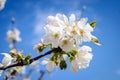 Cherry blossoms Royalty Free Stock Photo
