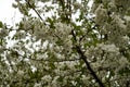 cherry blossoms in the garden in spring