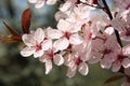 Cherry blossoms in the garden