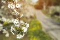 Cherry blossoms hanging near rural country road at orchard in mi