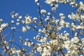 Cherry blossoms heaven bright sun and field with nature warm concept