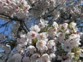 Cherry Blossoms herald the arrival of spring.