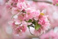 Cherry blossoms Royalty Free Stock Photo