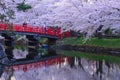 Cherry blossoms at Hirosaki Park