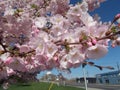 Cherry Blossoms inthe springtime