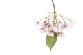 Cherry blossoms isolated on white background Royalty Free Stock Photo
