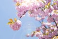 Cherry blossoms Royalty Free Stock Photo