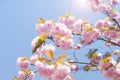 Cherry blossoms Royalty Free Stock Photo
