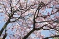 Cherry blossoms Royalty Free Stock Photo