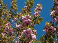 Cherry blossoms of the Japan pink sakura flowers flowering on the branches and stems surrounded with green leaves of a cherry tree Royalty Free Stock Photo