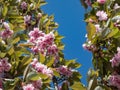 Cherry blossoms of the Japan pink sakura flowers flowering on the branches and stems surrounded with green leaves of a cherry tree Royalty Free Stock Photo