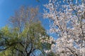 Cherry blossoms, Japanese Garden, Herastrau Park, Bucharest City, Romania