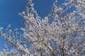 Cherry blossoms, Japanese Garden, Herastrau Park, Bucharest City, Romania