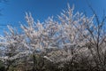 Cherry blossoms, Japanese Garden, Herastrau Park, Bucharest City, Romania