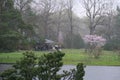 Cherry blossoms in the Japanese garden. Spring flowering. Pink cherry blossom. Spring. Flowers.