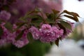 Cherry blossoms. Japanese tree in pink colors. Royalty Free Stock Photo