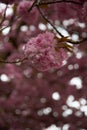 Cherry blossoms. Japanese tree in pink colors. Royalty Free Stock Photo