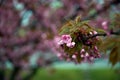 Cherry blossoms. Japanese tree in pink colors. Royalty Free Stock Photo