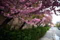 Cherry blossoms. Japanese tree in pink colors. Royalty Free Stock Photo