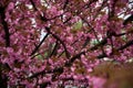 Cherry blossoms. Japanese tree in pink colors. Royalty Free Stock Photo