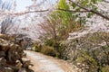 Cherry blossoms in Japanese Zen garden. Shogunzuka Seiryuden Shorenin Temple. Kyoto, Japan. Royalty Free Stock Photo