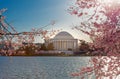 Cherry blossoms with the Jefferson Memorial in the background at Tidal Basin in Washington DC Royalty Free Stock Photo