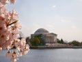 Cherry Blossoms Jefferson Memorial Tidal Basin Royalty Free Stock Photo