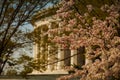 Cherry blossoms Jefferson Memorial Royalty Free Stock Photo